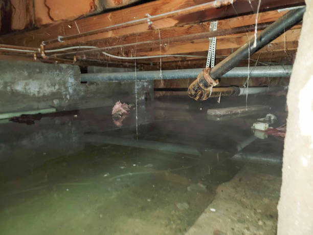  Baudette, MN Water damage restoration Pros