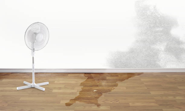 Best Water damage contractors near me  in Baudette, MN