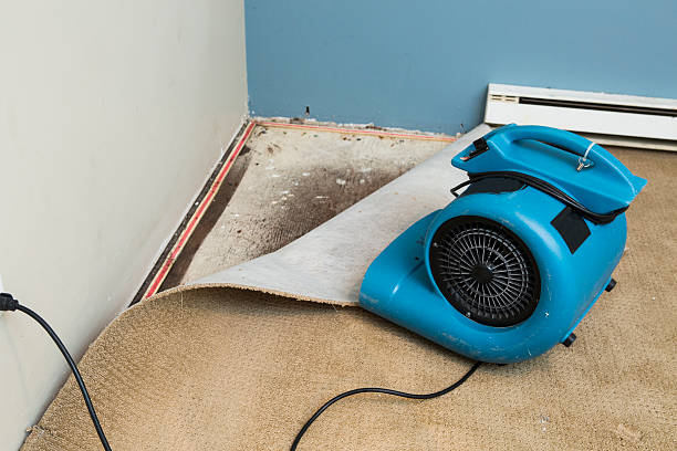 Best Water damage restoration insurance claims  in Baudette, MN